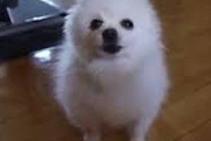Gabe the Dog Death Cause and Date